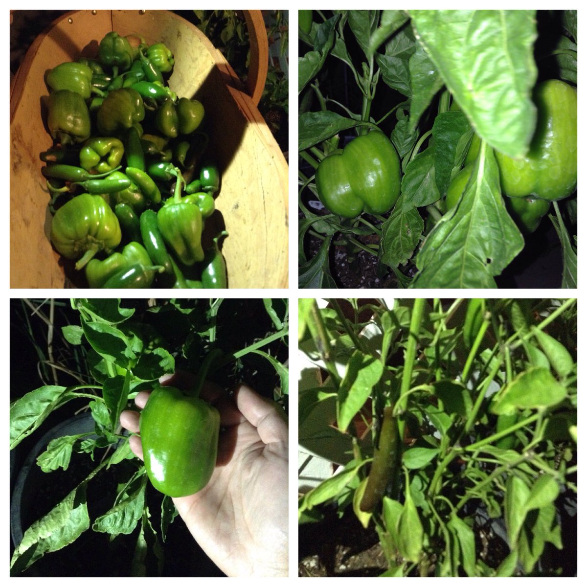 vintage1978's tweet photo. a little bit of everything  🌱🌶😃😉 #garden #jardin #gardening #vegan #vegano #fresh #pepper #chile #jalapeño #bellpepper #serrano #urbangardening #highdesert #sweetpepper #greenbellpepper @bonnieplants #veganlifestyle #growyourownfood #nighttime #harvest #delicious #fruitful https://t.co/1pJasaH6DG
