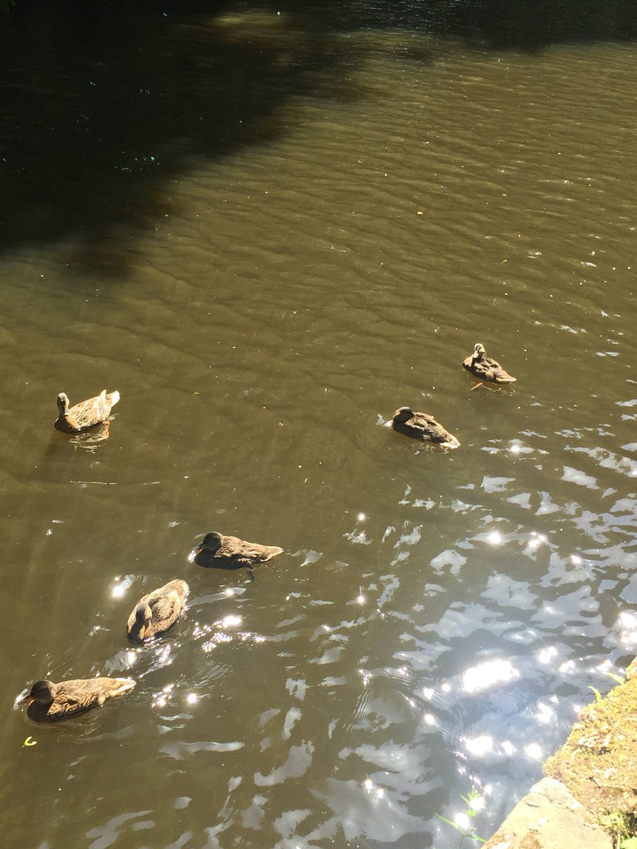 MaryjaneFurniss's tweet photo. Hi Ryan @Swanwhisperer @SwanwatchUk good news! 2#cygnets hatched week ago on #calderandhebble #canal #ellandbridge
Nowhere to be seen today but Mr & Mrs Swan now proud parents of twins π£βΊοΈ
Meantime goslings & ducklings growing fast https://t.co/id0pRzELqw