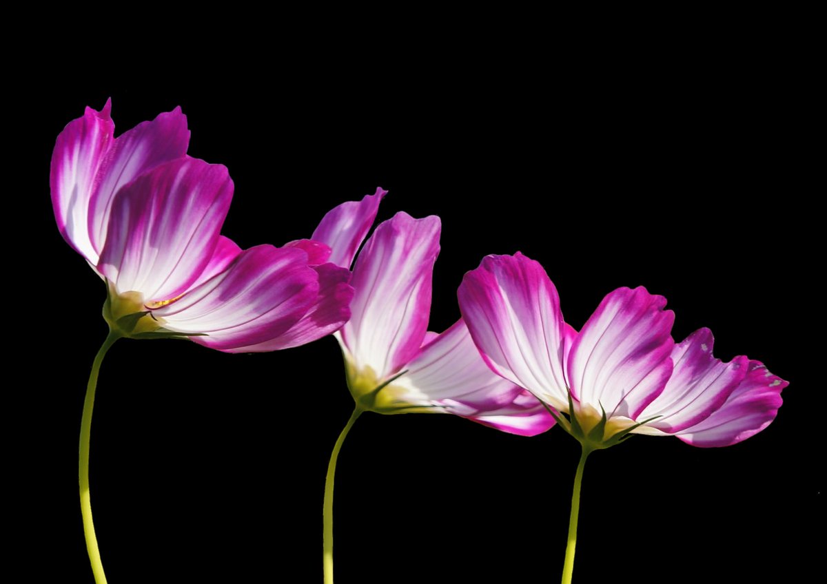 ViverosPenaSL's tweet photo. #FelizLunes a todos!! faltan unos días de verano, pero sobre el calendario, porque ya por fin está aquí!! pasad a vernos y tened todo listo para el calor, y las plantas adecuadas para disfrutar de vuestro espacio #gasden #viverospeña https://t.co/jqxTn2xOhp