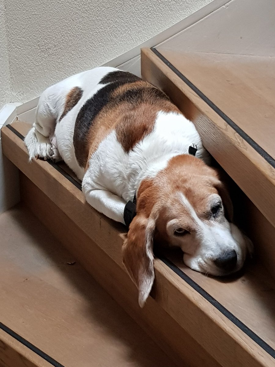 patrickwtea's tweet photo. I wonder what worldproblems my furry friend is think about.... #beagle #dog #ofday https://t.co/7AgPfEpK4S