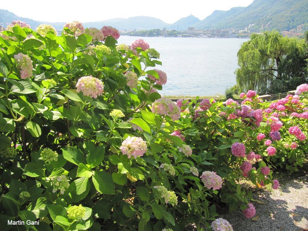 GaniMartin's tweet image. Lake Como as observed from Villa del Grumello #Italy #gradens