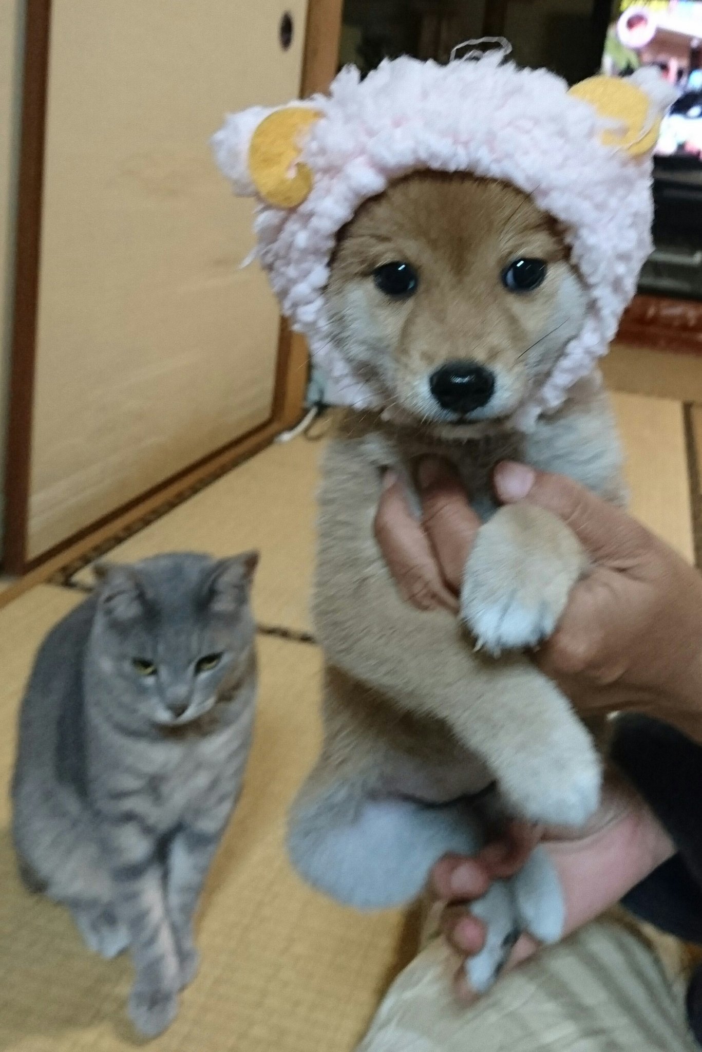 ひーちゃん 猫ちゃん用の被り物を被らされてる豆柴を 冷ややかな目で見てる猫 豆柴 豆柴ブリーダー 秋田犬 秋田犬 ブリーダー 九州 鹿児島 薩摩日登美犬舎 T Co 2nbsosbpgb Twitter