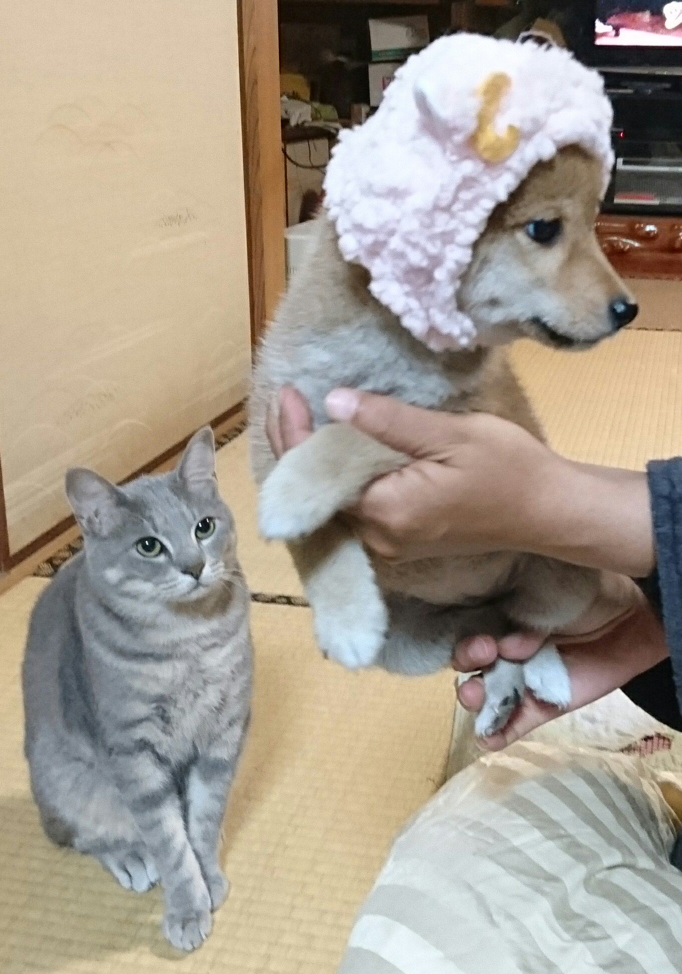 ひーちゃん 猫ちゃん用の被り物を被らされてる豆柴を 冷ややかな目で見てる猫 豆柴 豆柴ブリーダー 秋田犬 秋田犬 ブリーダー 九州 鹿児島 薩摩日登美犬舎 T Co 2nbsosbpgb Twitter