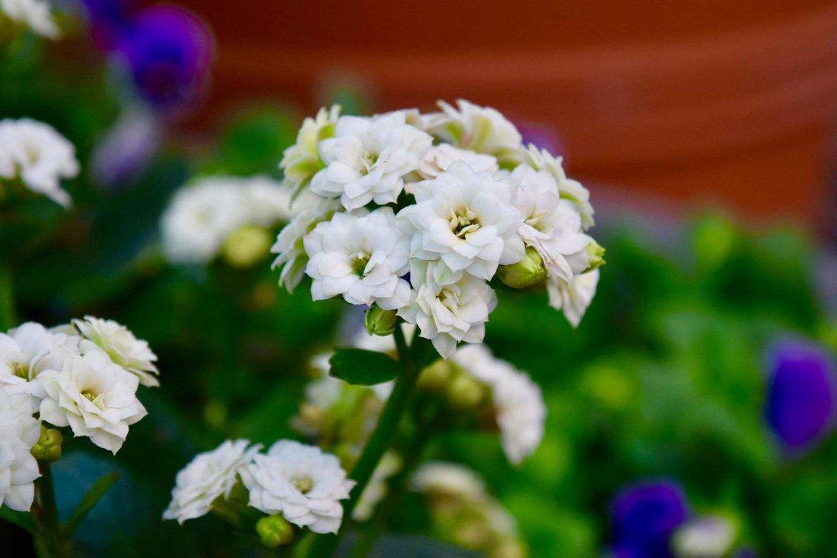 knowtoday12's tweet photo. #beautiful #Flowers #RT https://t.co/NwpAEzqRFt