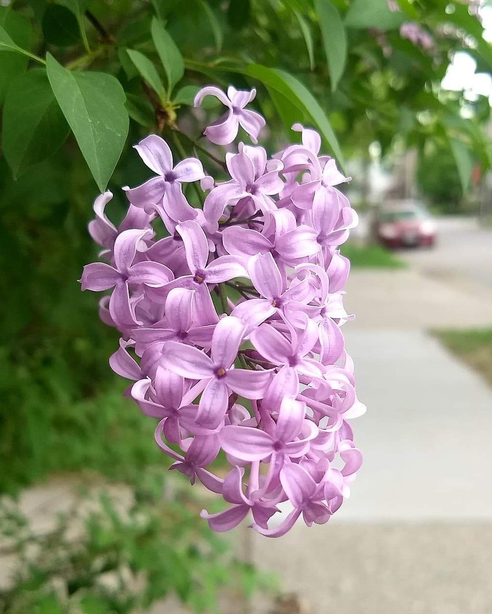 knowtoday12's tweet photo. #beautiful #Flowers #RT https://t.co/NwpAEzqRFt