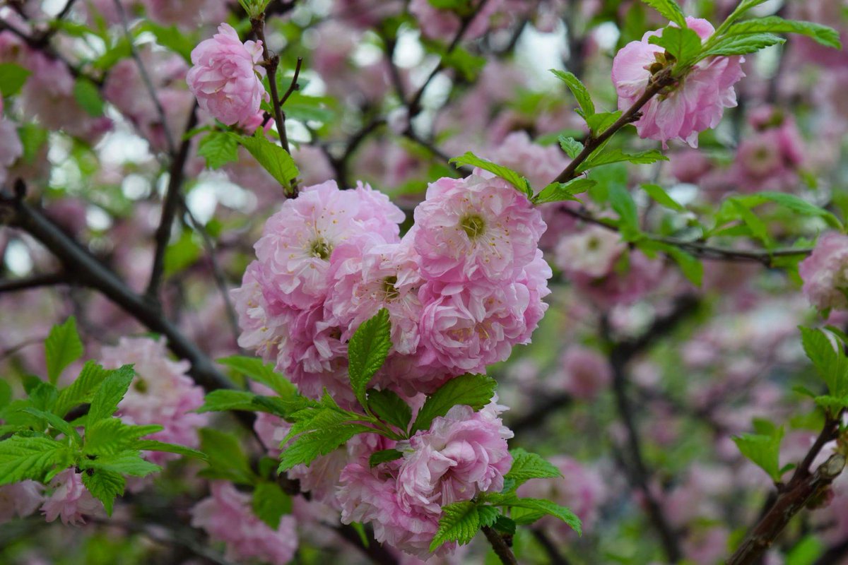 knowtoday12's tweet photo. #beautiful #Flowers #RT https://t.co/NwpAEzqRFt