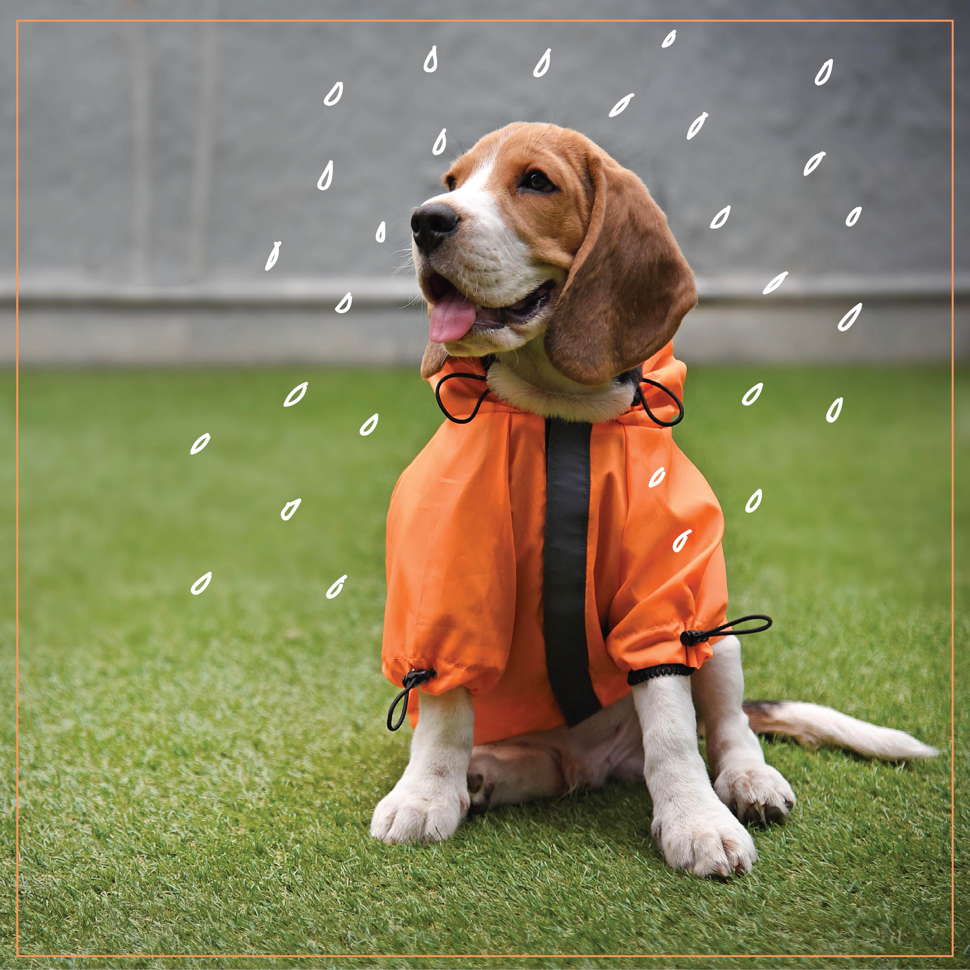 Heads Up For Tails on X Don t let a little rain spoil your joyful evening walks. Just slip this raincoat on your cutie and see him strut in style Cutie in the