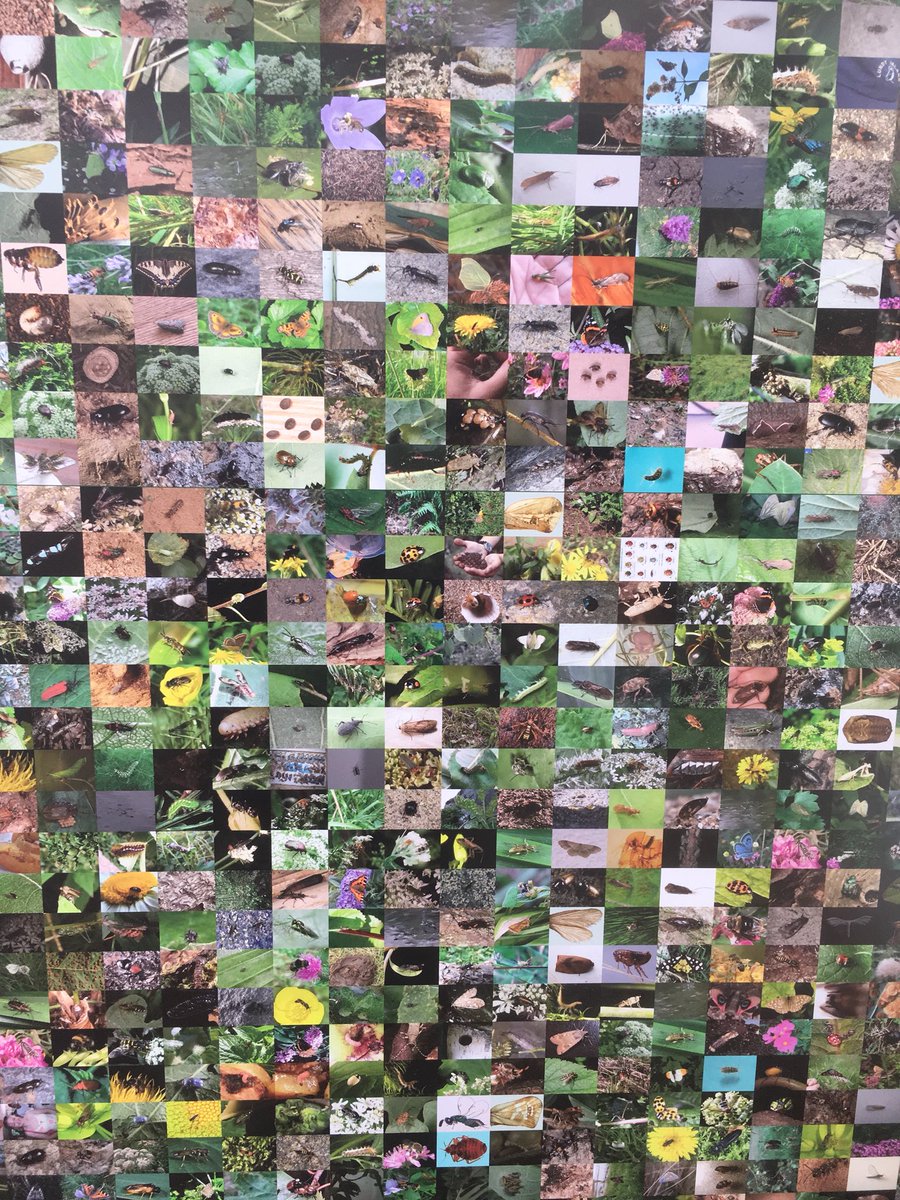 I #likeinsects because they are incredibly diverse, endlessly fascinating and crucially important #NIW2018