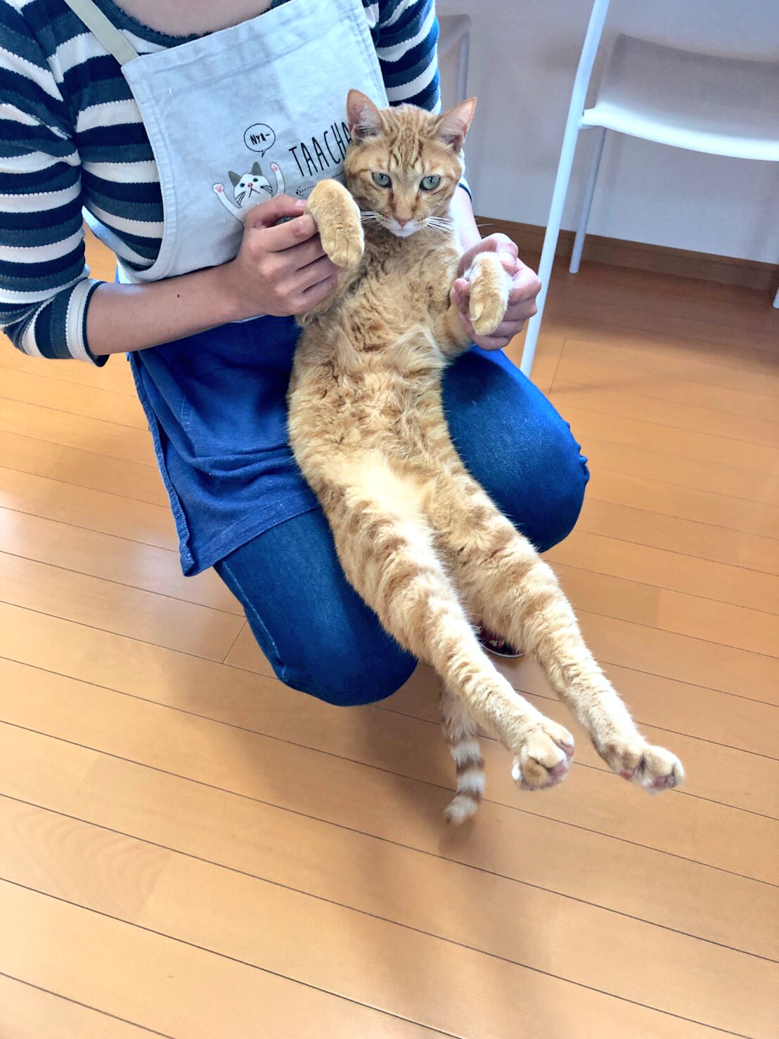猫カフェ福ねこ 福井 足ピーン 福井 猫カフェ 猫カフェ福井ねこ 福井ねこ コタローくん T Co Jnyu7yjxku Twitter