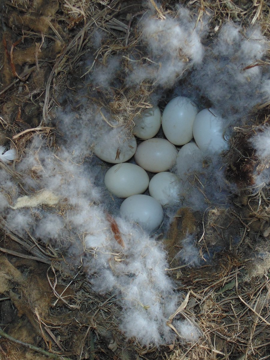 Barn Owl Trust On Twitter Here S A Little Challenge Whose Eggs