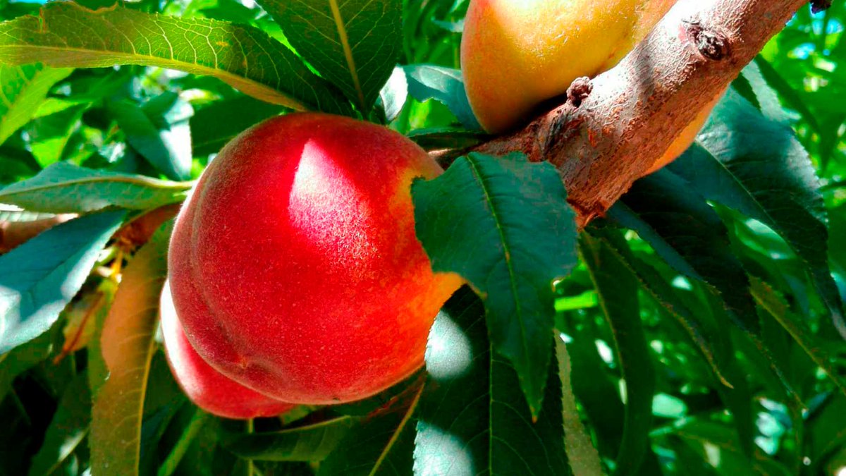 NavigatioWeb's tweet photo. Llega el verano 🏖️ y la temporada del melocotón de Ordal🍑! @rogerjimrem67 de Slowing Catalunya nos lo explica.

https://t.co/mioP6eI5ax

@SlowFoodCat @dopenedes @Penedesfera @TSubirats
@BarcelonaTurism 
#FelizLunes https://t.co/YkYRN08Pns