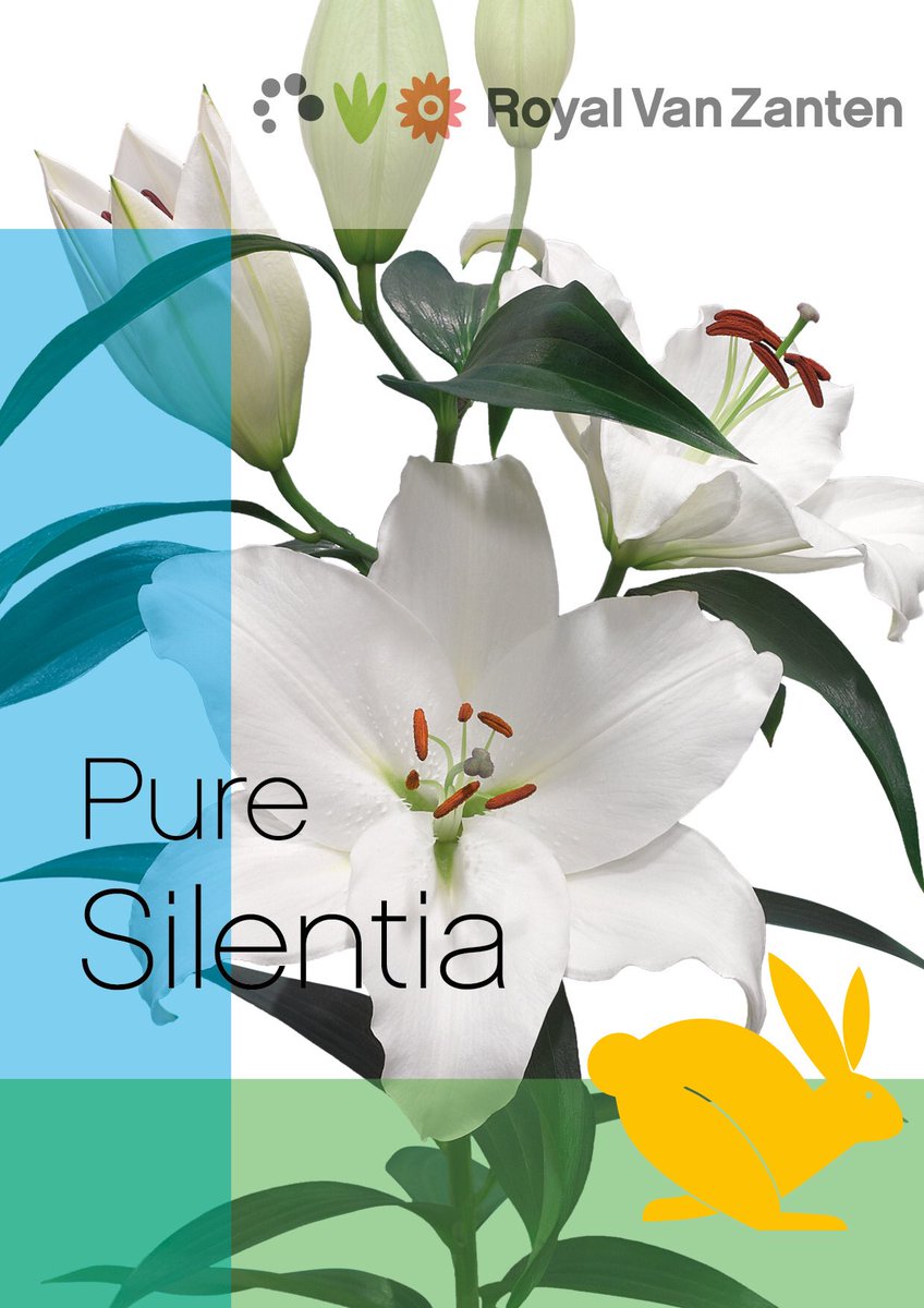 Silentia 1 van onze 6 rapid lelies. #rapidlily #lelie