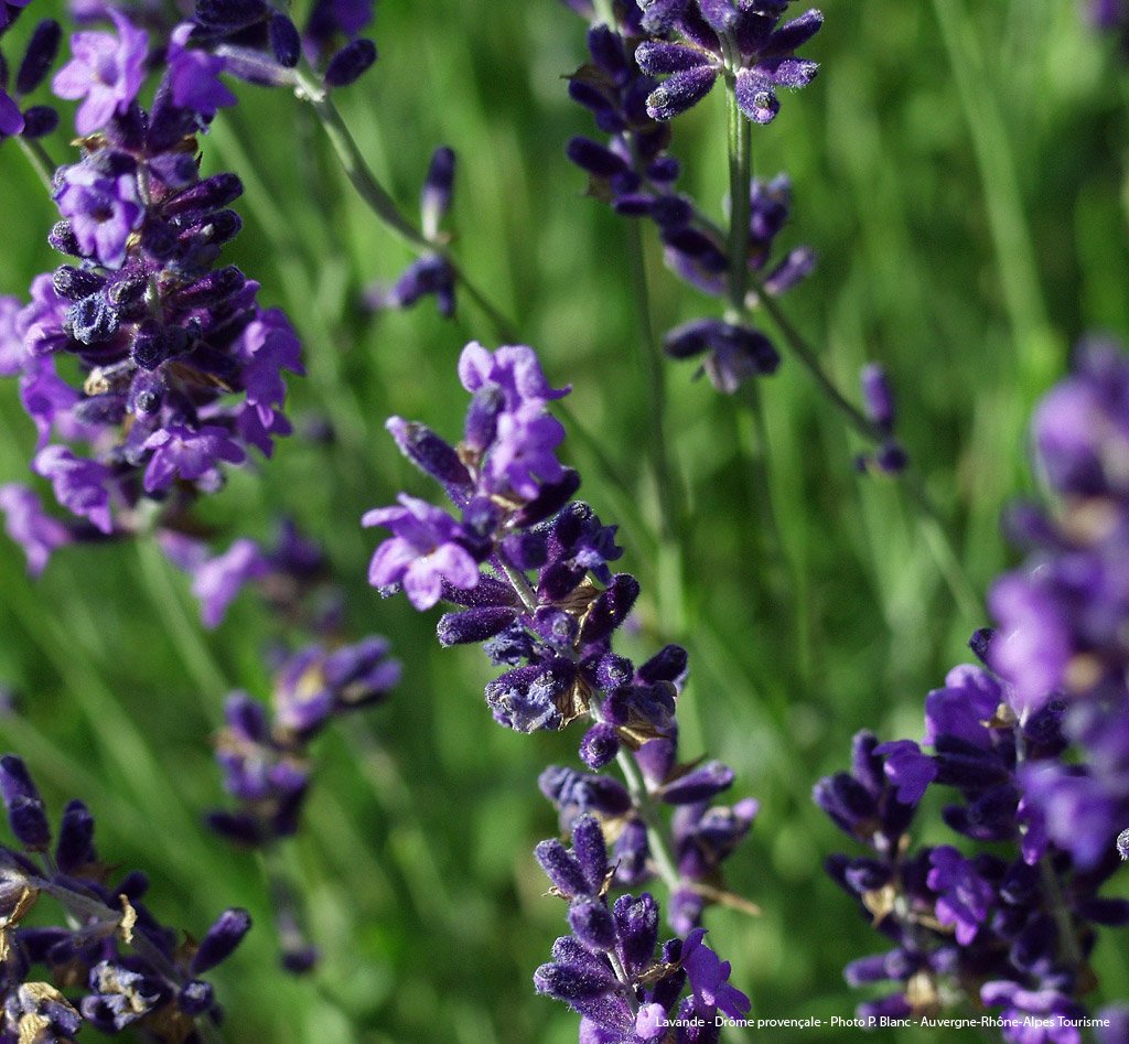 Partir_Ici's tweet photo. La #lavande est en fleur dans la #Drome. Aujourd'hui, je vois la vie en mauve 🎵 & vous ? 💜 😍#MagnifiqueFrance https://t.co/SR1dLF8RoC