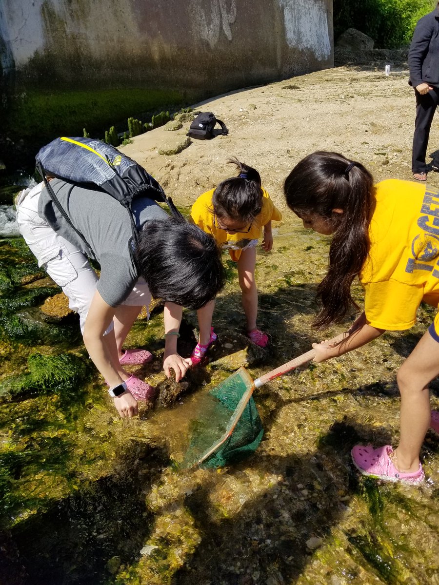 mmhteach's tweet photo. Sniggling for eels at the Oyster Bay Waterfron Center! #class2h @Ivysherman https://t.co/mWruPzxLCg