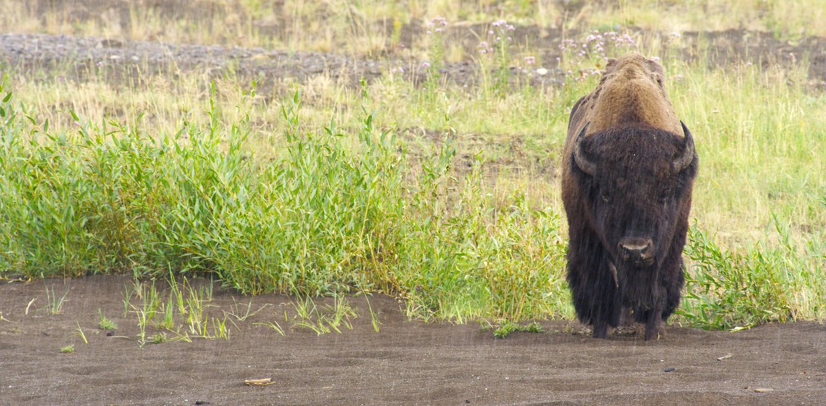 SouthwestMT's tweet image. A5: One of our FAVORITE Montana Traditions is the summer road trips take from @ynp to @GlacierNPS and all the memories made on the road between!  Here are three itineraries that will take you from park to park! bit.ly/2HomYKX #RealAmericaChat