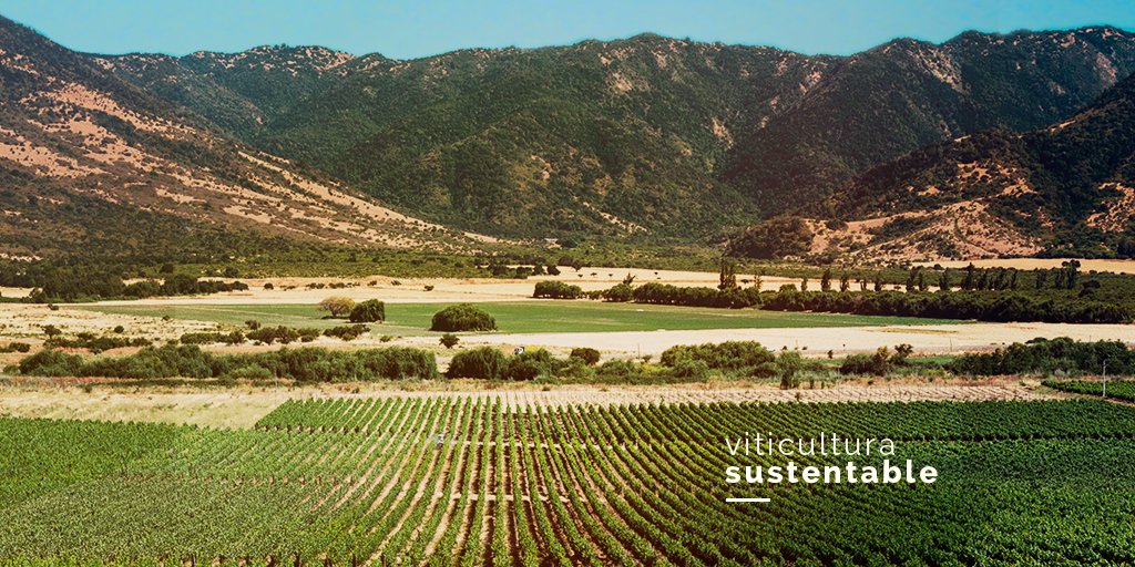 Viña Caliterra tweet media