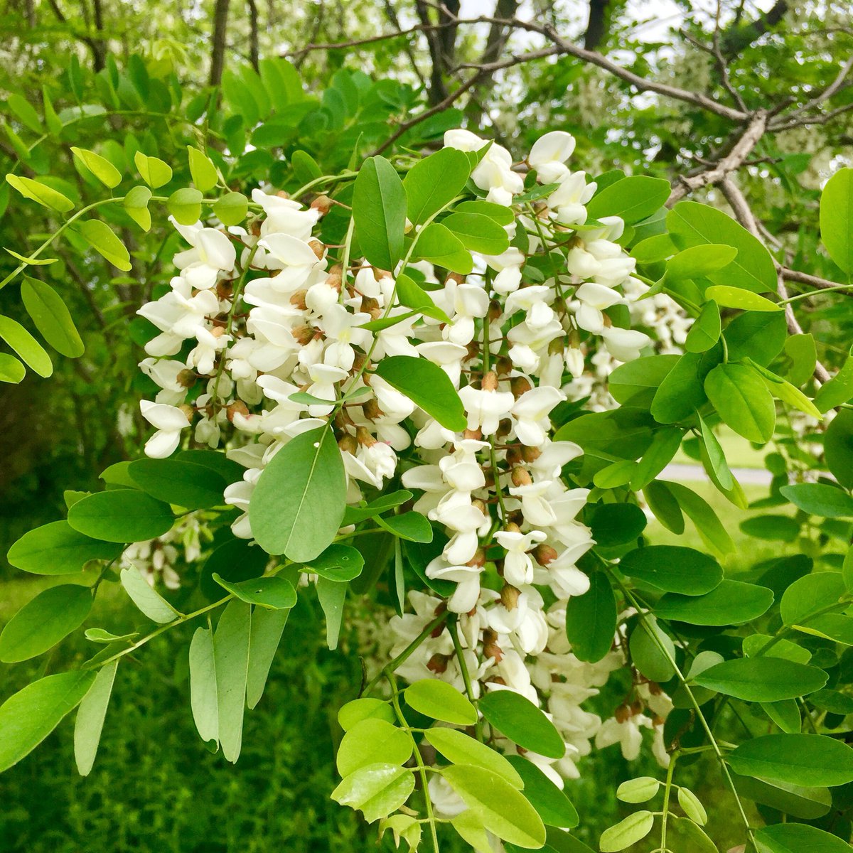 SheilaArt's tweet photo. Our beautiful Black Locust trees are in full bloom this morning, they are just humming with the sounds of bees. Itโs a magical place. #blacklocusttree #bees #FarmLife https://t.co/PSzXJ2spwH