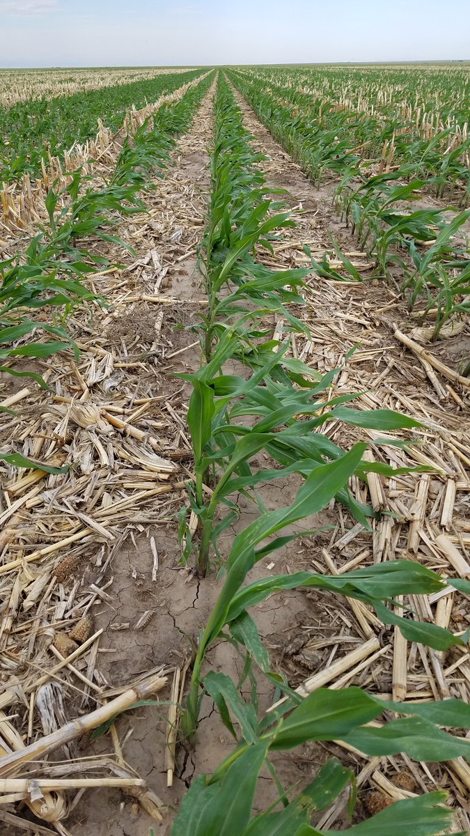 ahorinek's tweet photo. Corn/Herbicide gurus.  What made my corn kink so bad from a herbicide application.  It's very variety specific. I ran

10 gallons water
3 oz. Generic callisto
5.5 oz. Generic Starane
1# atrazine
Glyphosate
No Oils. Labeled rate of HIS

As far as I know everything was on label. https://t.co/GcxCBF1pYI