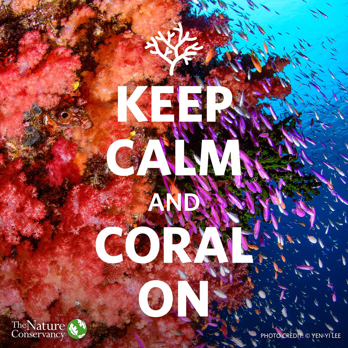 nature_org's tweet photo. Keep calm and carry on. Smile through adversity. The glass is half full.
Whatever the mantra, coral reefs need our optimism and action to save them. It’s not too late. https://t.co/YXb8khMJX2 #WorldOceansDay #CoralOn https://t.co/iGrATxVppY