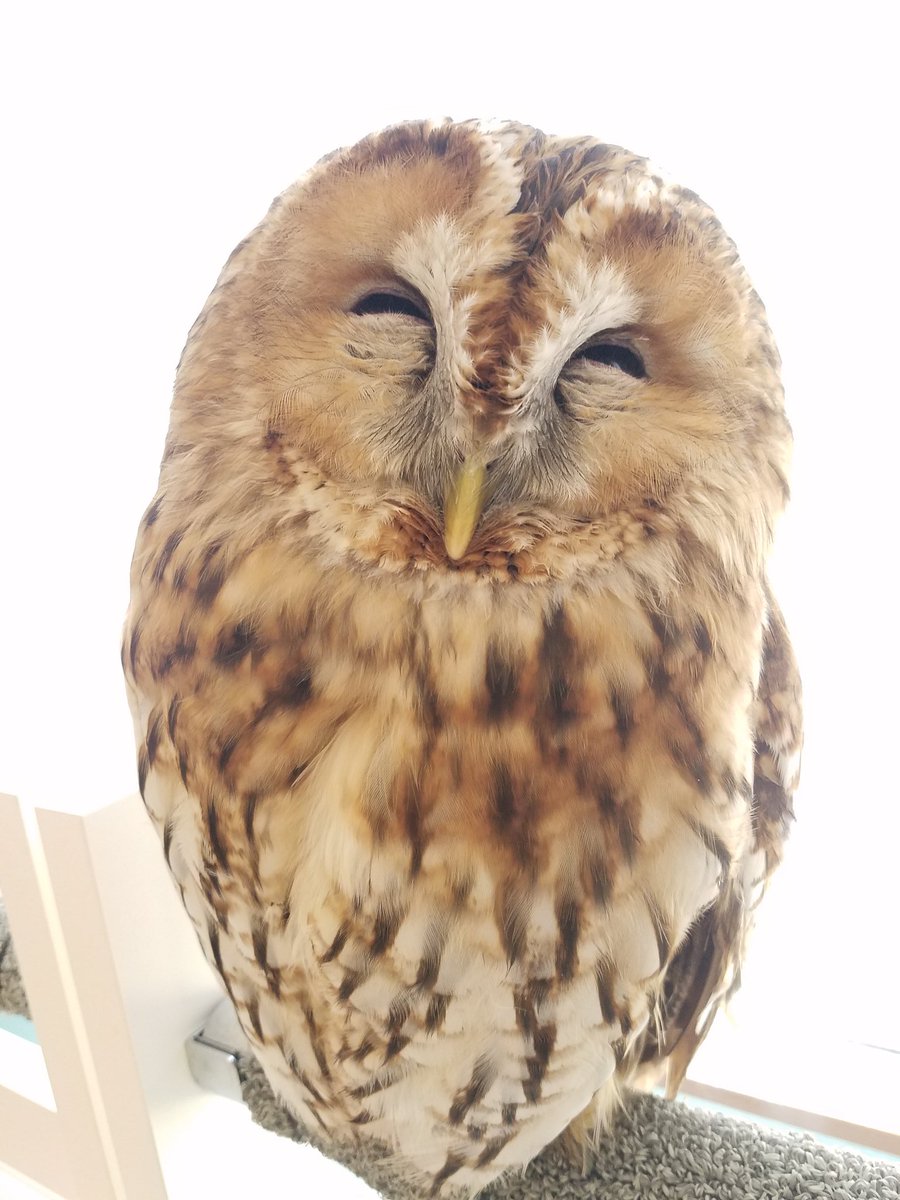 もふりこっと 名古屋今池店 در توییتر 笑顔のふくろう なんか縁起よさげ モリフクロウ Townyowl Owl フクロウカフェ名古屋 今池 フクロウ Sweetowl フクロウカフェ 笑顔の動物