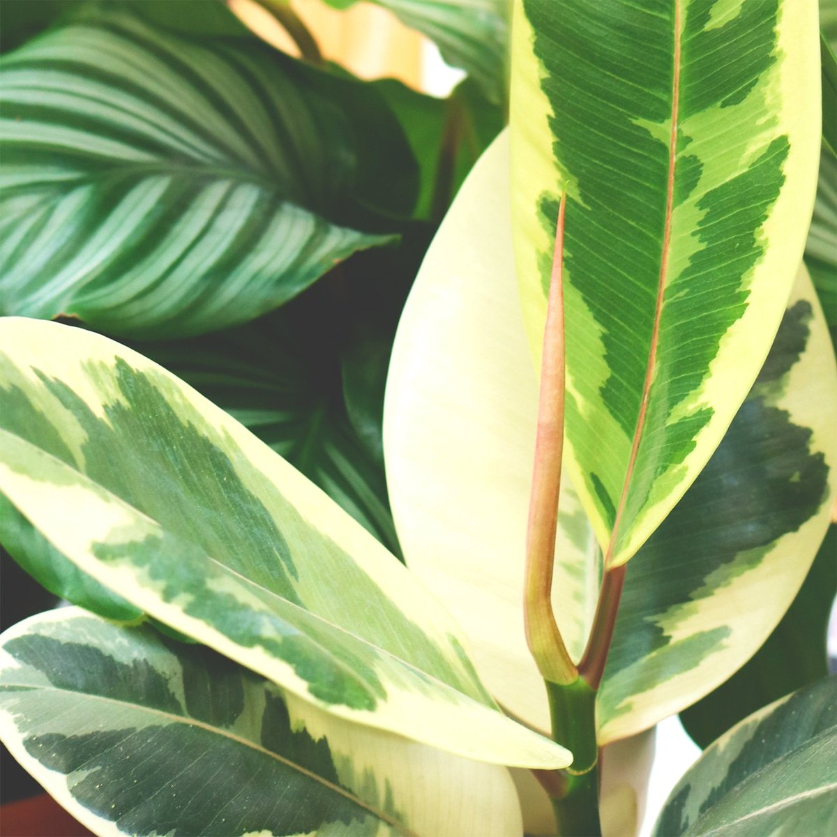 Don't miss our sale. We've got 50% off these beautiful white variegated rubber plants. Use code TINEKE50 and make sure you don't miss out! #variegatedrubberplant #ficustineke #variegationtrend