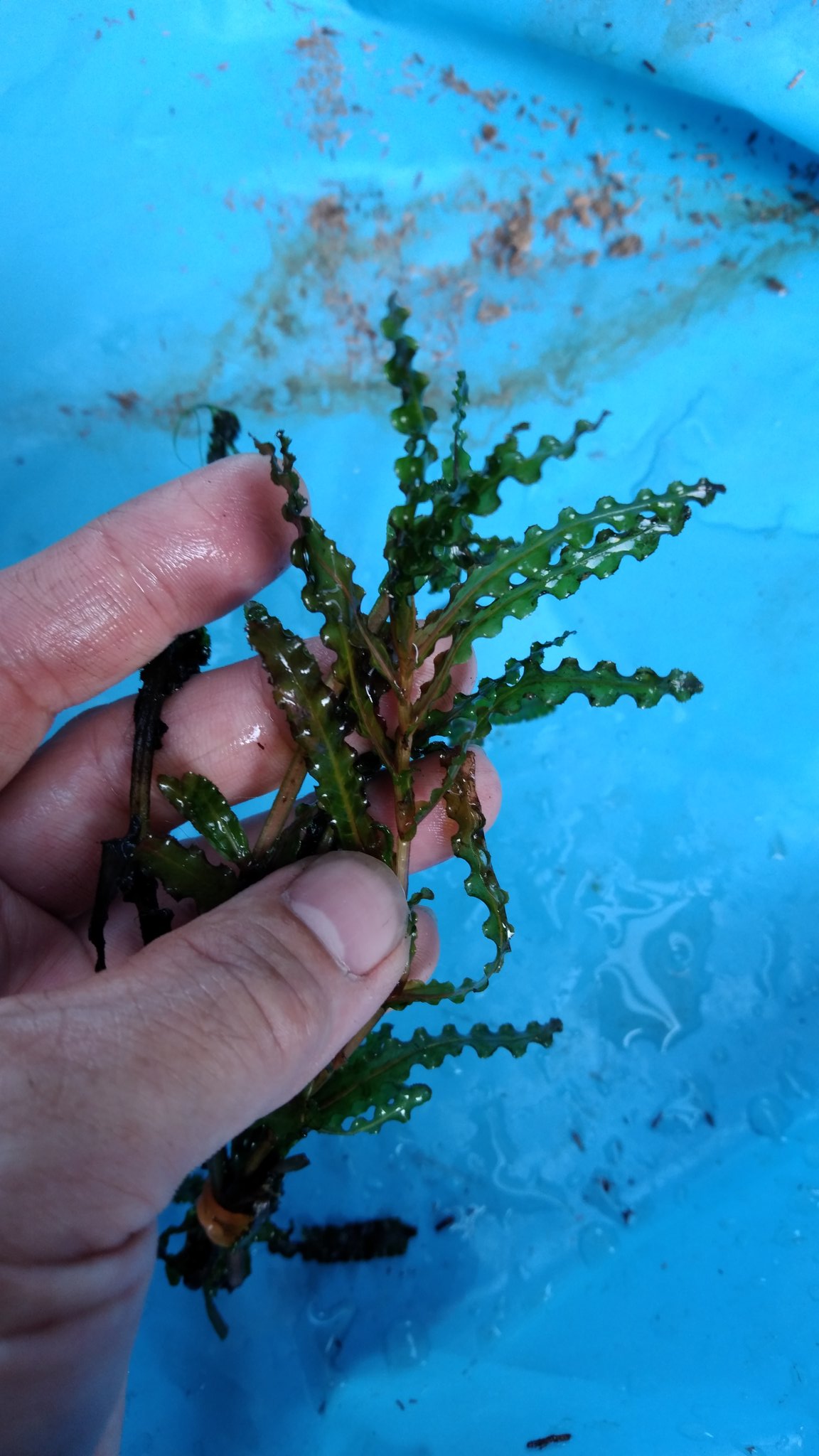 がま八 エビモ 水草 エビモ アクアリウム レイアウト 有茎草 がま八 エビモ 水草 エビモ アクアリウム レイアウト 有茎草