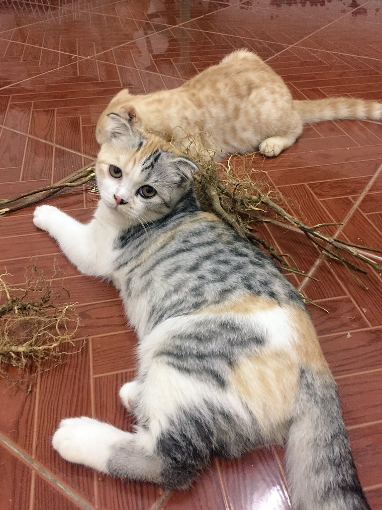 hoshisleepycat tweet media