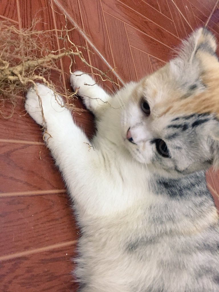 hoshisleepycat tweet media