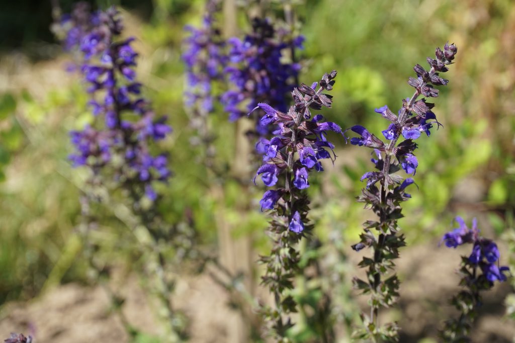 Riverside Garden tweet media