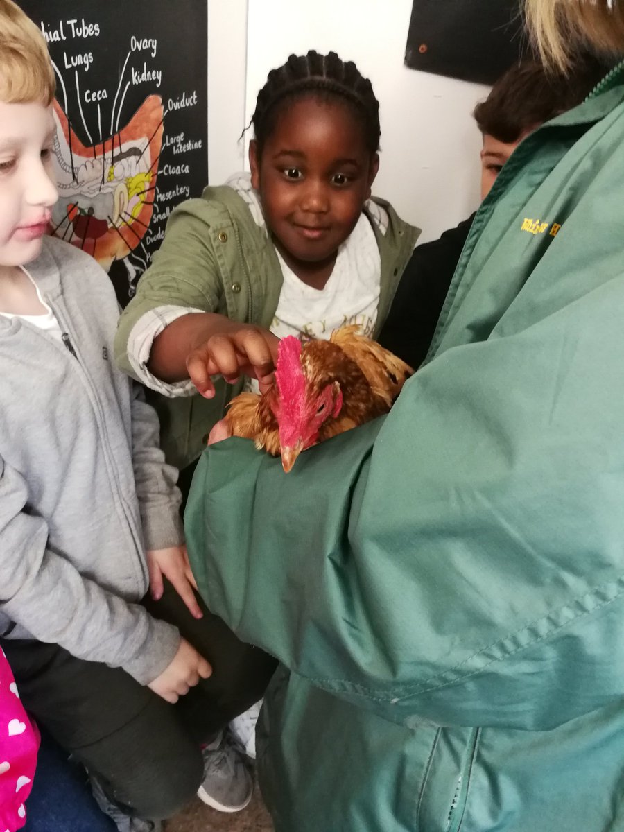 Y2Stradbroke's tweet photo. @StradbrokePri Meeting some chickens🐔 #WhirlowHallFarm https://t.co/O5em4P4RkB