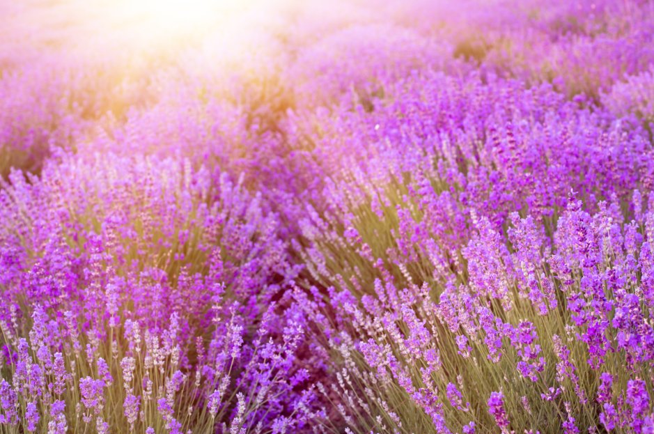 Merck_lifesci's tweet photo. #WPCNice will close soon, so be sure to visit us in booth 712 to learn how we can help you tackle your toughest analytical challenges while enjoying the herbal, lavender & herbaceous notes of our α-Terpinyl acetate. https://t.co/FLuPYOgA9m