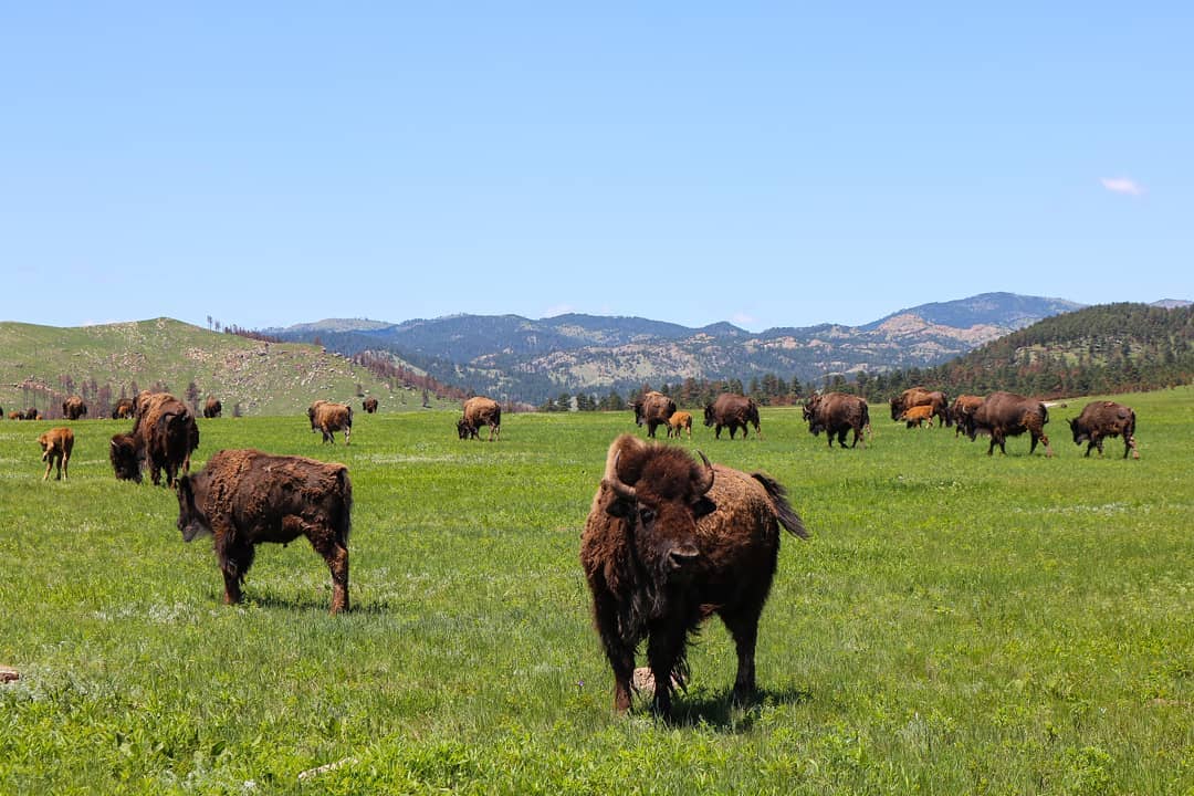 southdakota's tweet image. A5: Take the road most traveled! From east to west or west to east, Interstate 90 in South Dakota won’t disappoint you with the numerous stops, great eats and good times along the way. #RealAmericaChat bit.ly/2sx3386