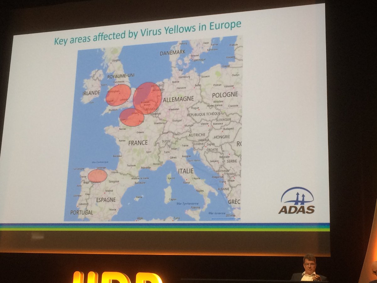 DuquenneFx's tweet photo. #IIRB2018 la jaunisse sur #betterave pourrait revenir en Europe sans les Neonicotinoides @ITBetteraveFR @LeBetteravierFR @_MissBetter https://t.co/eib4VcaW89