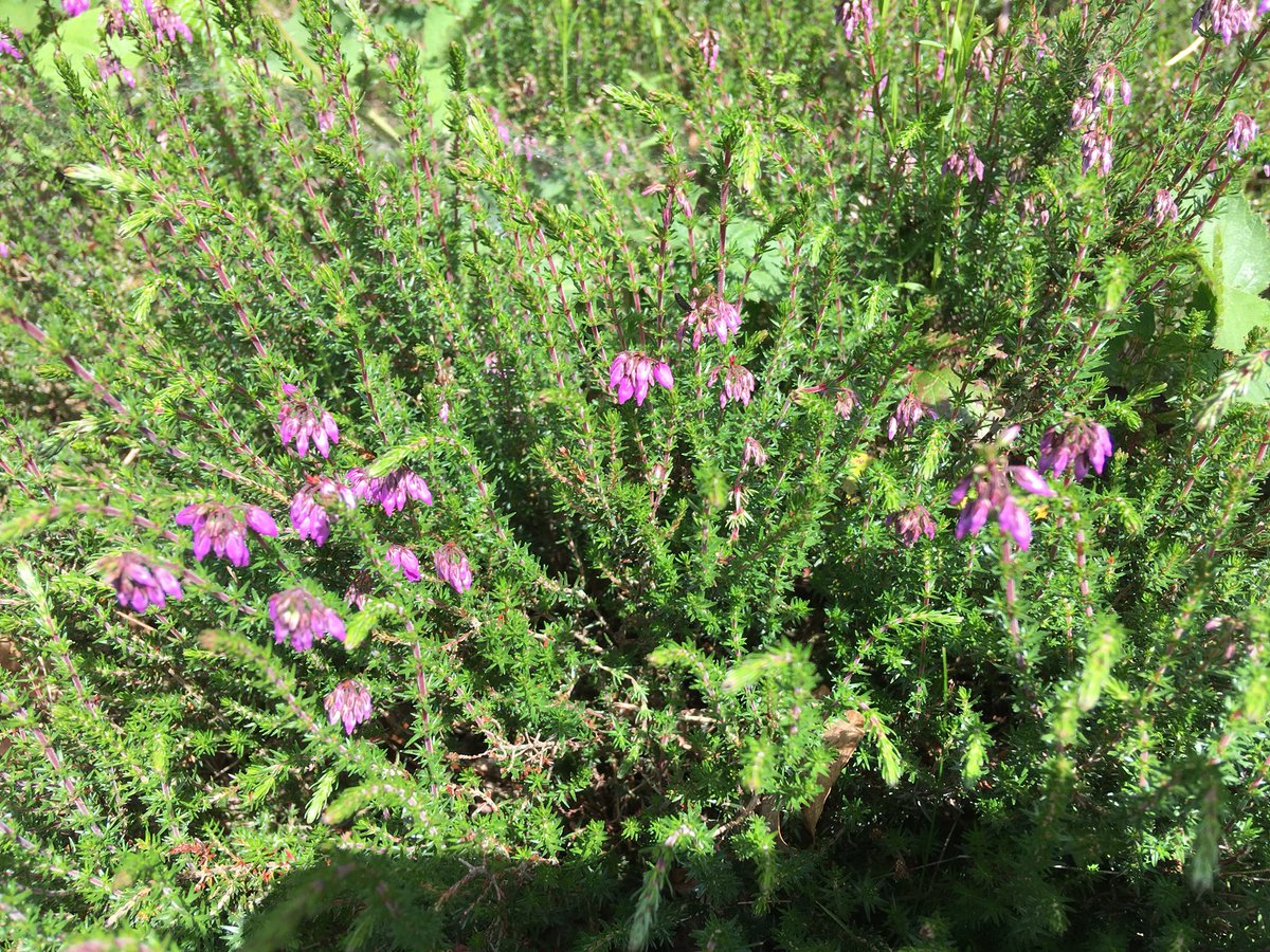 TBHPartnership's tweet photo. Day 6 #30DaysWild #bell #heather #erica #cinerea starting to flower across our heaths and #silverstudded blue #butterflies starting to emerge! @SurreyWT @ukbutterflies @Buzz_dont_tweet https://t.co/UVoZgagYko