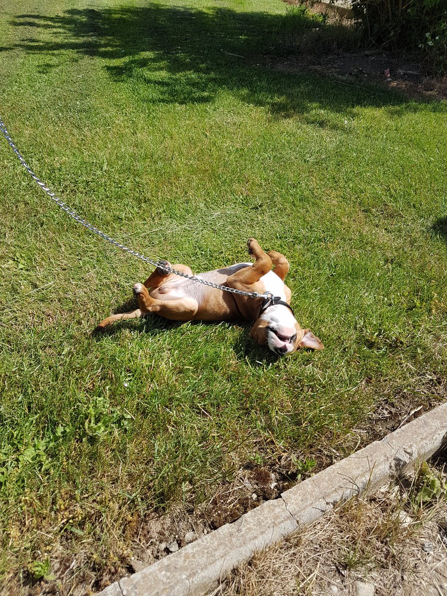 getoutsidemag's tweet image. An office puppy gives us even more reason to #GetOutside... #activeoffice #fitterhappierhealthier
