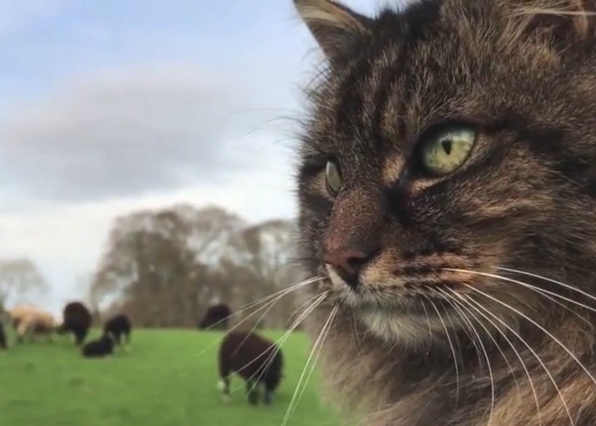 Septembers_Song's tweet photo. @RTENationwide @1CatShepherd @RTEOne @rte @LoveKilkenny @thatsfarming @farm_ireland @KKPeopleNews @HarperCollinsUK @FarmingIreland @farmersjournal @ZwartblesIE @beat102103 @kclr96fm @LEOKilkenny @KilkennyNotices @MadeInKilkenny Gotta 🧡 Bodacious  #IrelandsOwn  #CatShepherd https://t.co/X9KwbIORNy