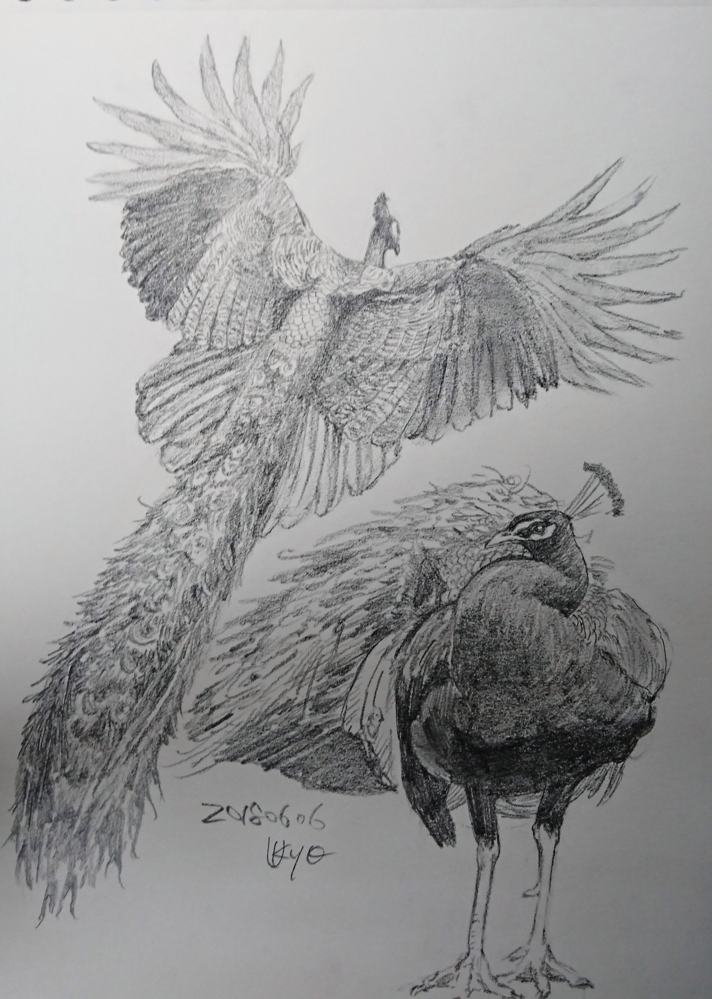 バーゲンで 孔雀 鉛筆画 イラスト アート 写真 Www Termopane Europlast Ro