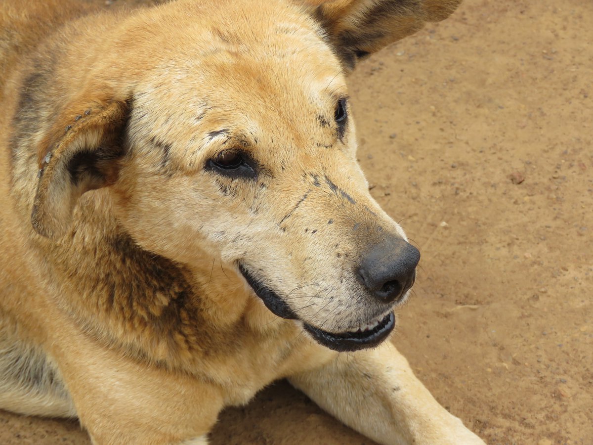 IFAWUK's tweet photo. URGENT: Sign the petition to protest dogs being killed en masse in Russian cities ahead of the World Cup https://t.co/P2B5nJtmpC 😥⚽🐾 https://t.co/hFt0xNeacf