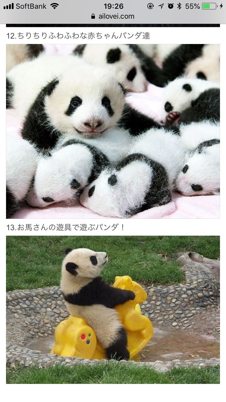 マミ 可愛いパンダさん写真がいっぱいありました パンダ 赤ちゃんパンダ T Co T1wt9ae1qs T Co 24vwcgr4jy Twitter