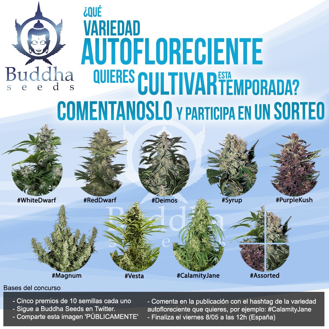 BuddhaSeeds's tweet photo. Aún estás a tiempo (#hemisferionorte) de poder cultivar #autoflorecientes en #outdoor...Y si este año vas 'pelado' de dinero te lo vamos a poner súper fácil para que puedas tener tu #cosecha de #BuddhaSeeds 🌱🤠💃
¿Qué tengo qué hacer? Pues fijarte en la imagenbdel #sorteo 👇👇👇 https://t.co/EFJsZKx4x4