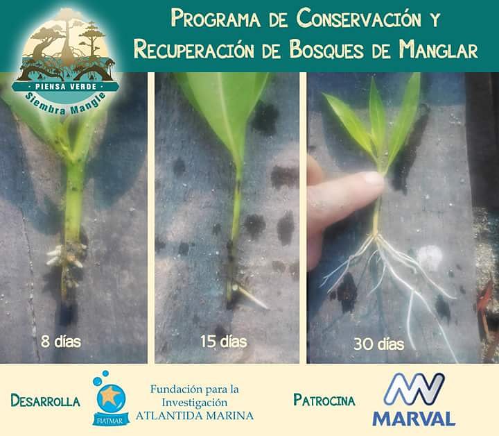 FundaFIATMAR's tweet photo. Hemos logrado a través del sistema acuapónico, el enraizamiento de piecitos de mangle botón en tan solo 30 días🌿💪 https://t.co/bxyLJBcqtE