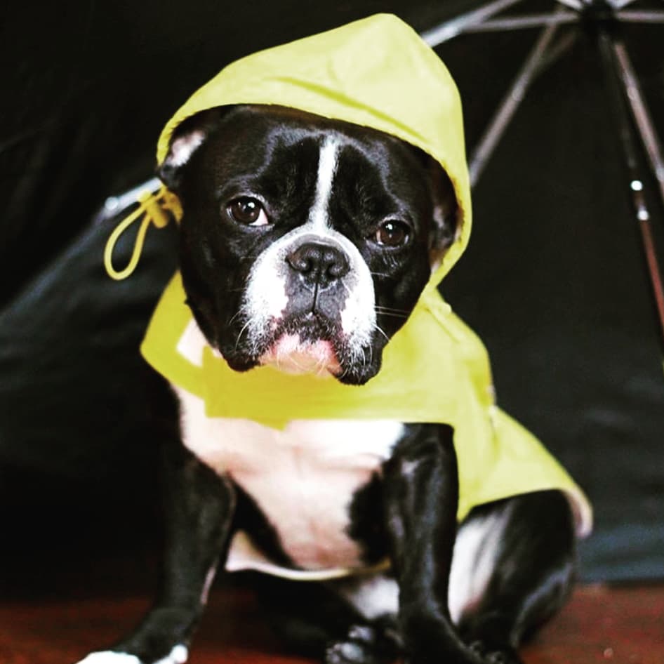 <a href="/Doggycafechat/">Doggy Cafe</a> will be popping up at <a href="/InnonthePark1/">InnontheParkStAlbans ☕️</a> this Saturday 9th June, Doggie Trends NYC will be popping up with us showcasing great Doggy Faahions. 10am -5pm- Join us! #StAlbans #Hertfordshire #Harpenden #dog #dogsoftwitter #hertslife #doglovers