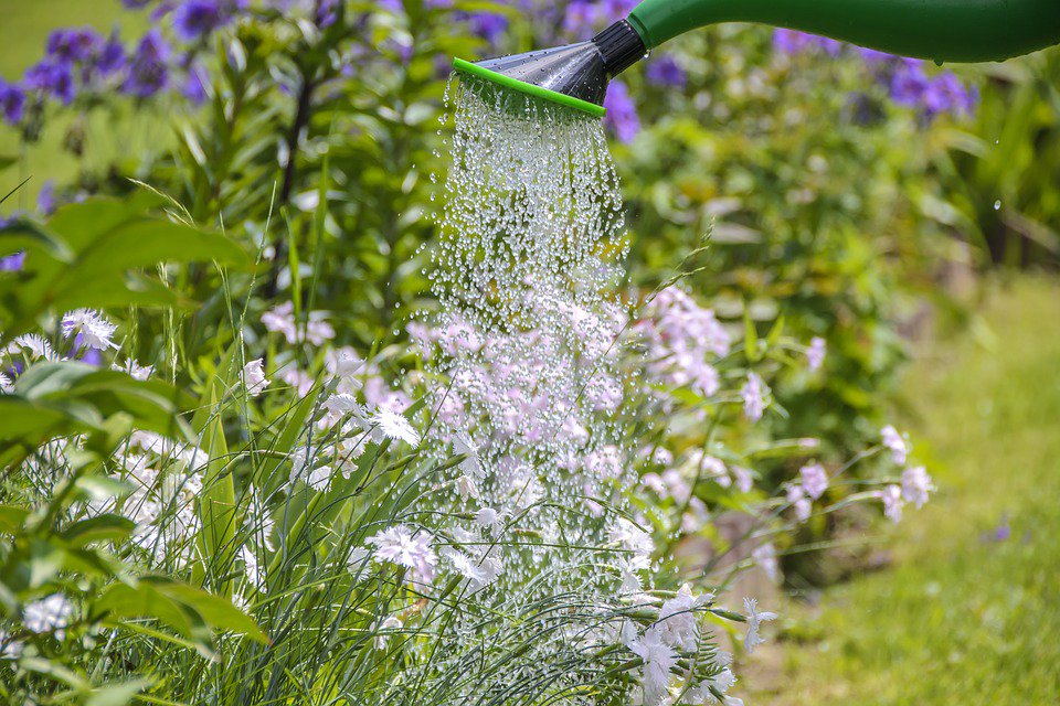 gardencarelocal's tweet photo. Looking to maintain a healthy and hydrated garden? Visit us and know more about best garden watering method and techniques. https://t.co/aXuZCDCVKd https://t.co/tcN6oJhjx9