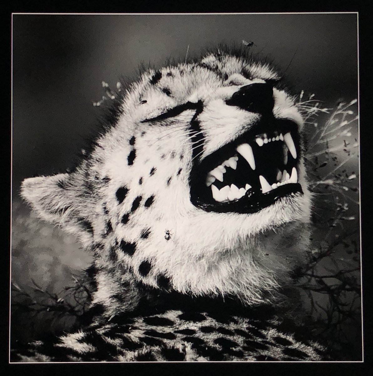 laurentbaheux tweet picture