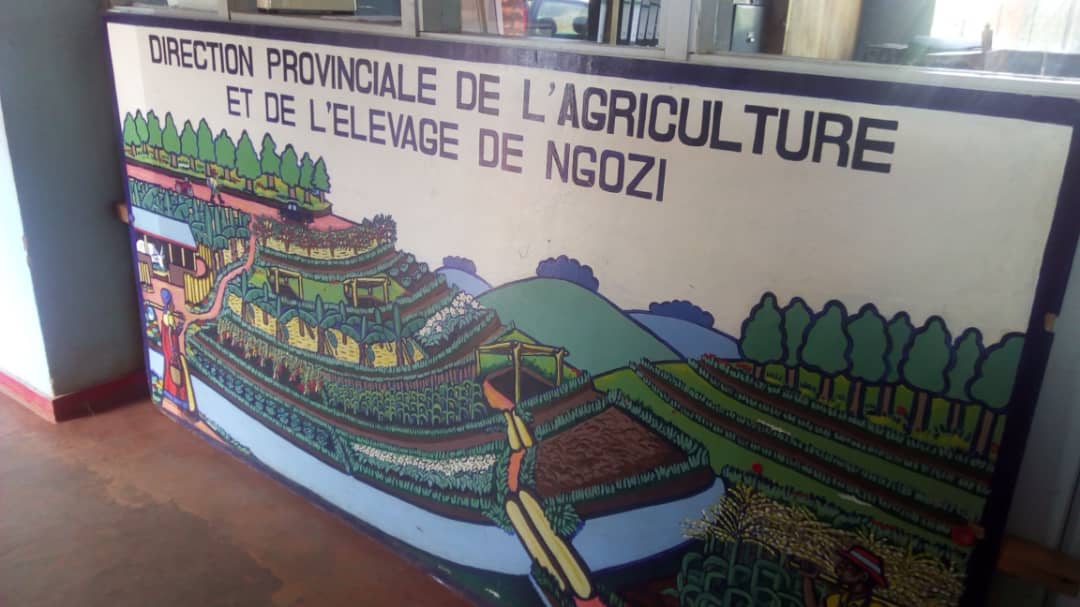 Ikiriho's tweet photo. #Burundi Pr la grogne des habitants de #Songore en commune Kiremba, le DPAE Ngozi dit qu'il n'y a pas à s'inquiéter car la production est bonne. La population est invitée à travailler pendant l'été pour pallier la disette qui se déclare aux mois d'octobre, novembre et décembre https://t.co/BzqUBryH4R
