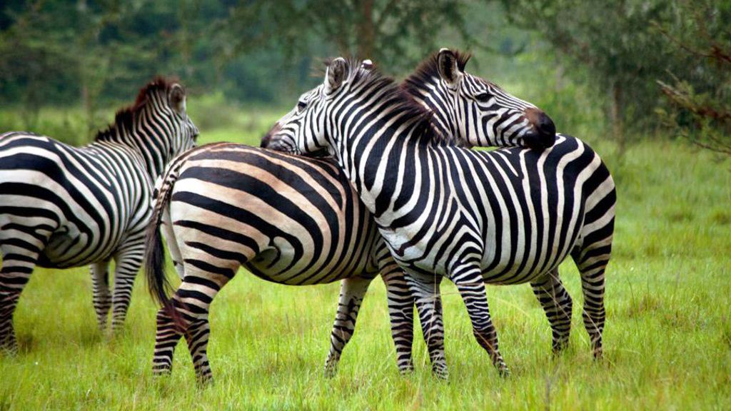#ArushaNationalPark is a multi-faceted jewel and also offers the opportunity to explore a beguiling wildlife. This is the  home to a bounty of wild animals unique to this region alone, visitors are sure to have a distinct experience.
bit.ly/2Jfjxw0