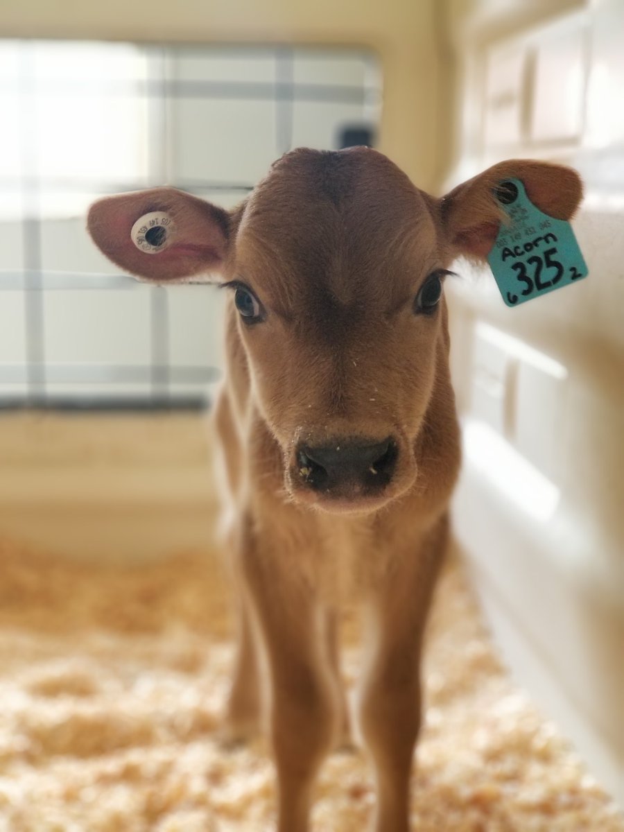 "An infinity of forest lies dormant within the dreams of one acorn." ~ Dr. Wayne Dyer  #Farmsforcitykids #Springbrookfarm #talkdairytome #babycows #acorn