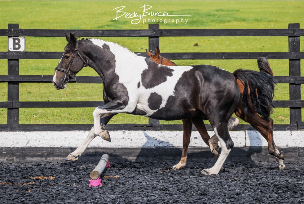 Tilly awaits a new friend! aspireequestrian.wordpress.com/2018/06/06/til…