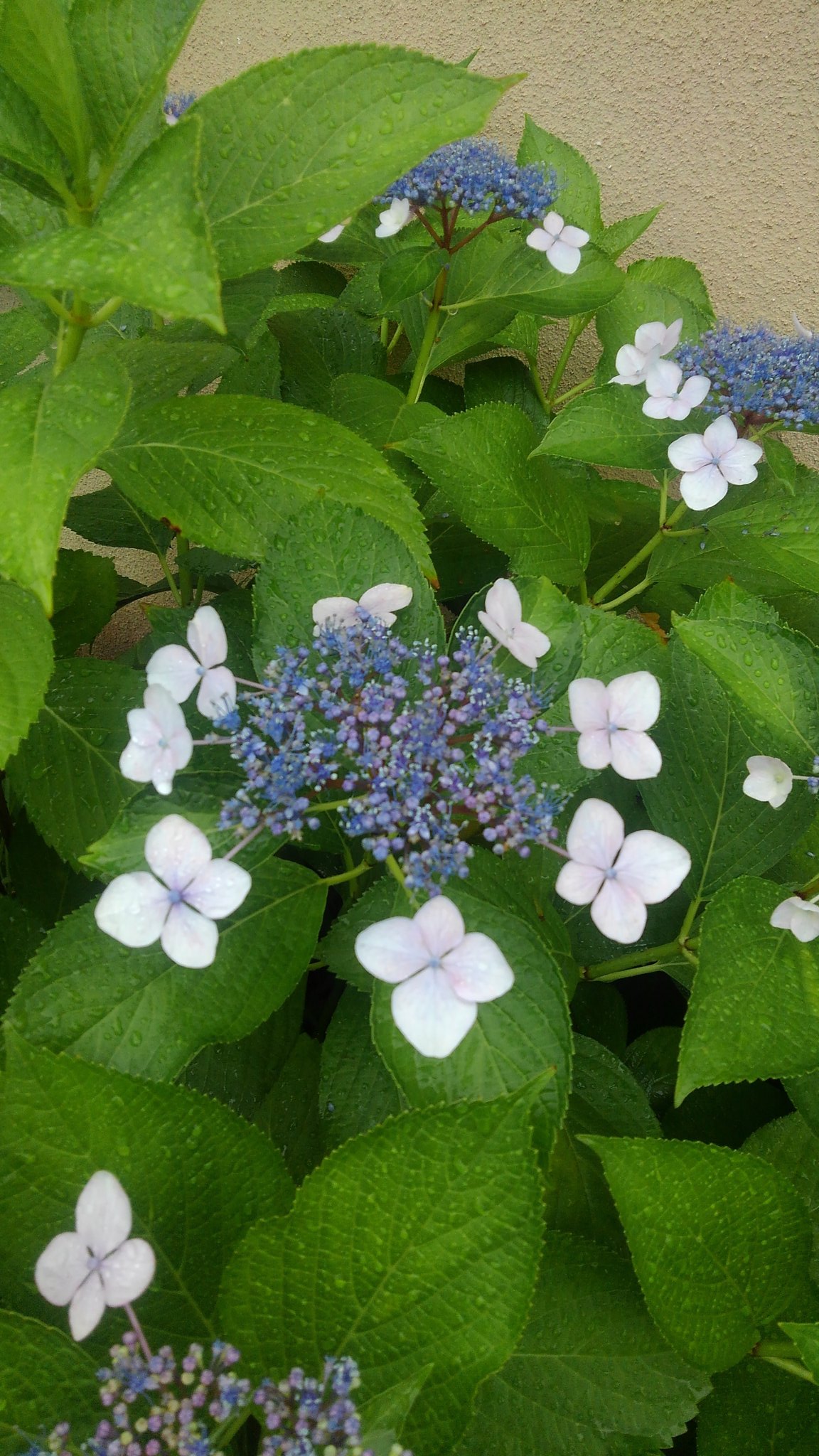 石本 孝 Soratobudebugon Twitter