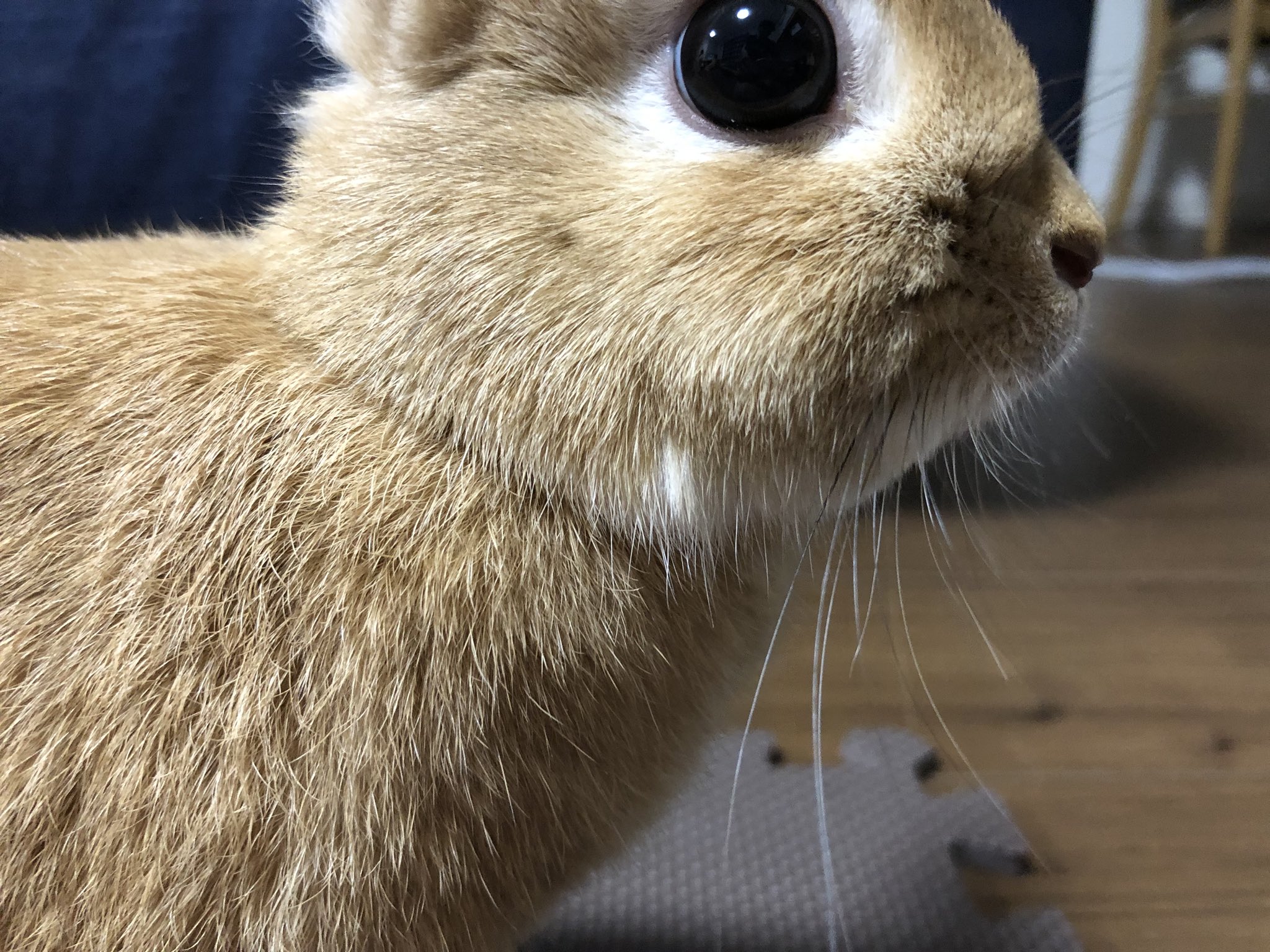 うさ男 お 118utashiro ちなみにウサギ ニキビで検索するとこの毛束の画像出てきます 似たようなモノなのかもしれませんね Twitter